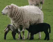 nursing lamb